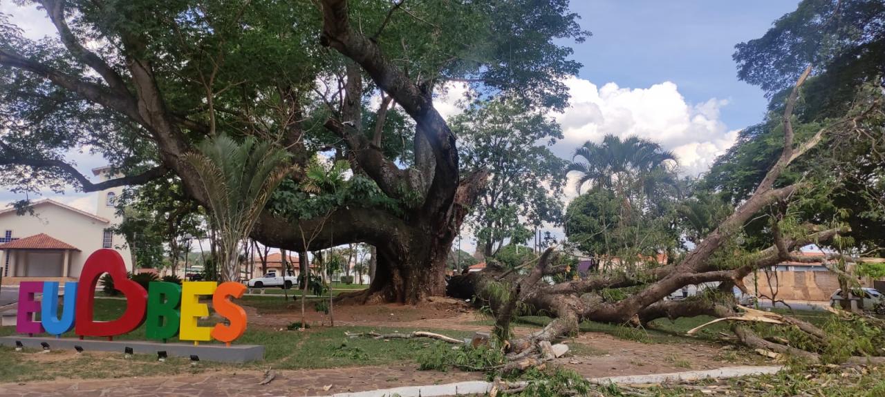 Foto 2 de 13 — Cai parte do Timburi, árvore histórica de Boa Esperança do Sul
